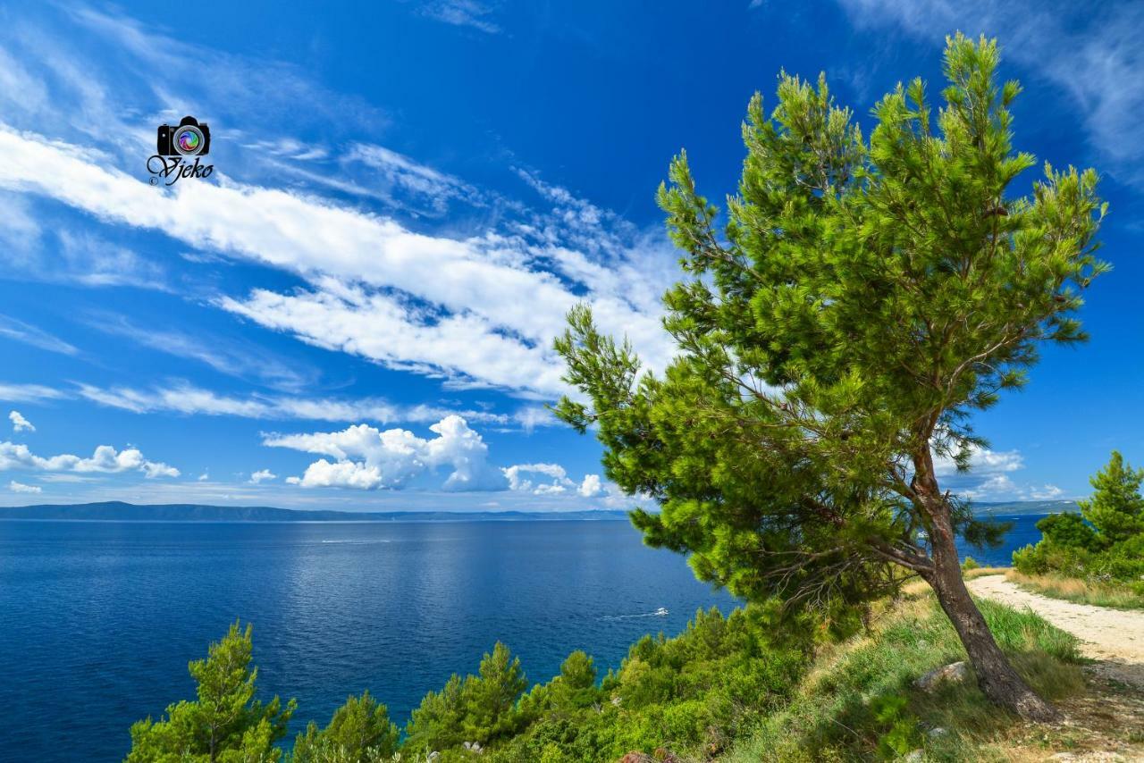 Vila Maslina Apartments Mit Pool Und Garten Nahe Am Strand Tučepi Dış mekan fotoğraf